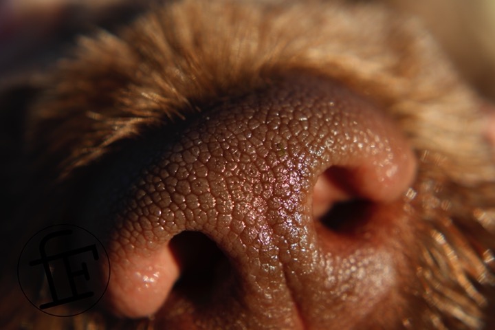 a dog's nose taken in closeup.