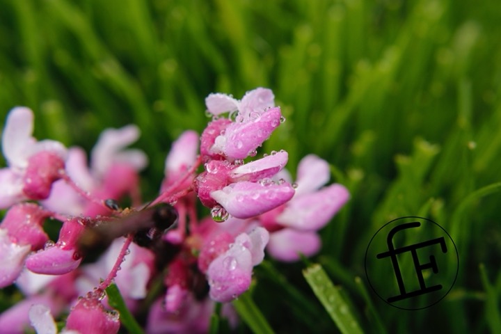 pink flowerbuds in covered in dew.