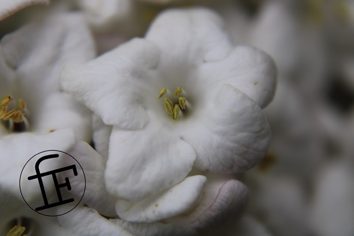 small white flowers, taken in closeup.