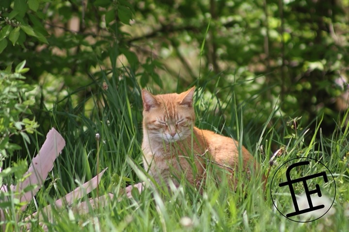 a cat among trees with their eye's closed.