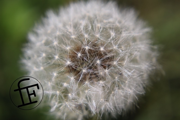 a dandilion puff taken in closeup.