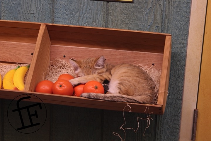 a young sandcat sleeping in a box with oranges.