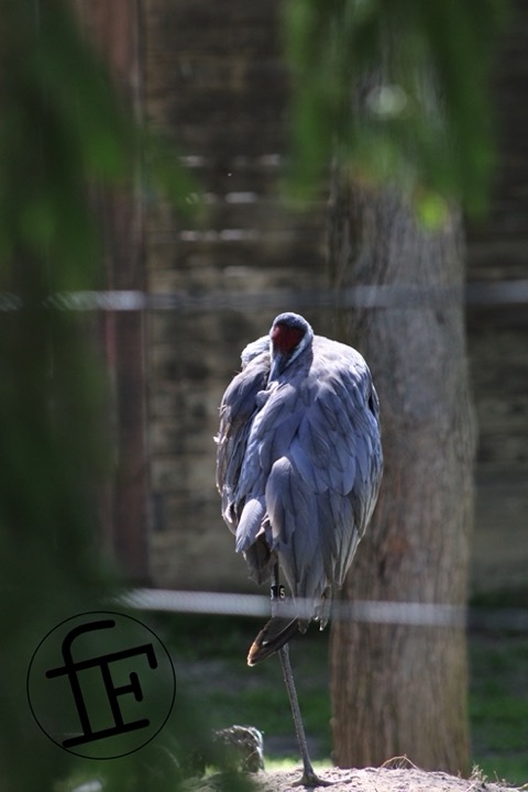 a crane resting with their head tucked into their wing.