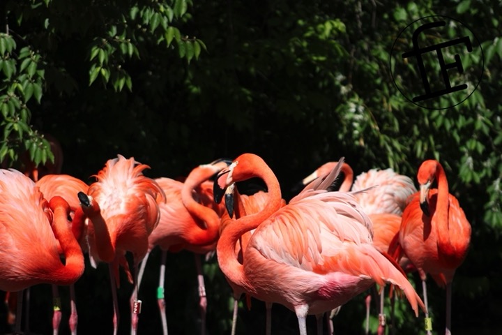 a flock of pink flamingos.