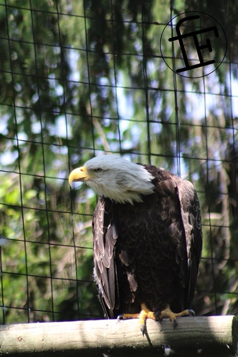 a bald eagle resting on a branch.