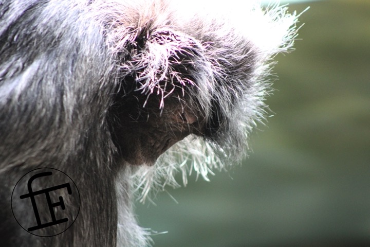 sunlight hitting the fur of a resting monkey.