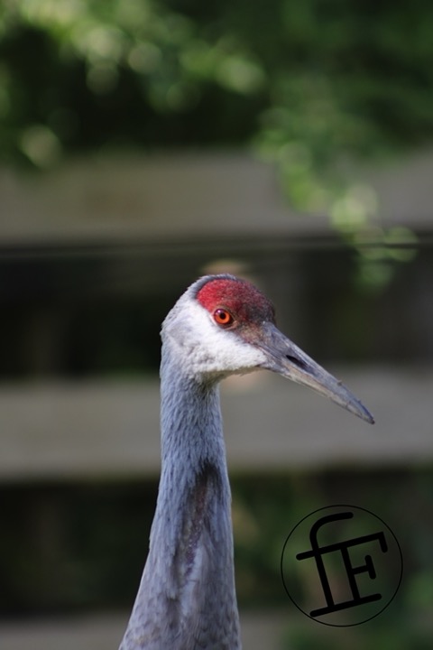 the head of a crane.