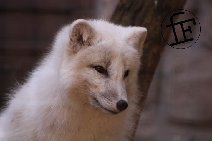 a white arctic fox.