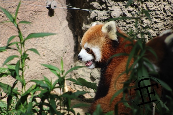 two red pandas.