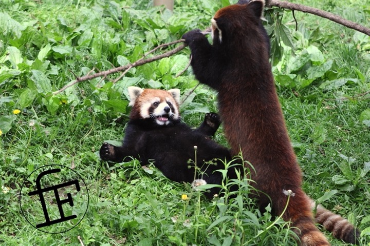 a red panda play-pouncing on another.