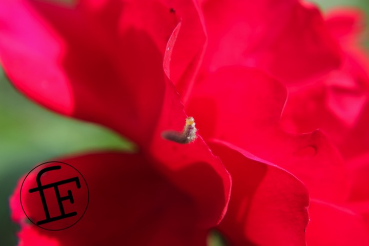 a tiny caterpiller crawling on a flower