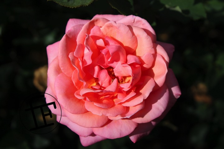 a bright pink rose in bloom.