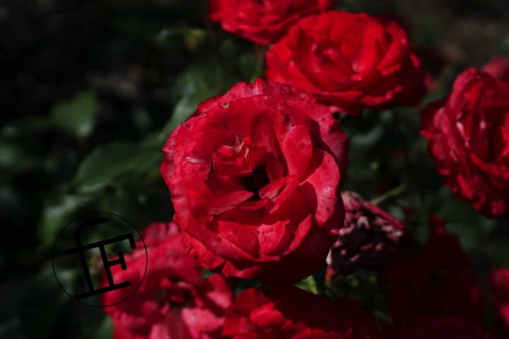 five red roses in bloom with blemish spots.