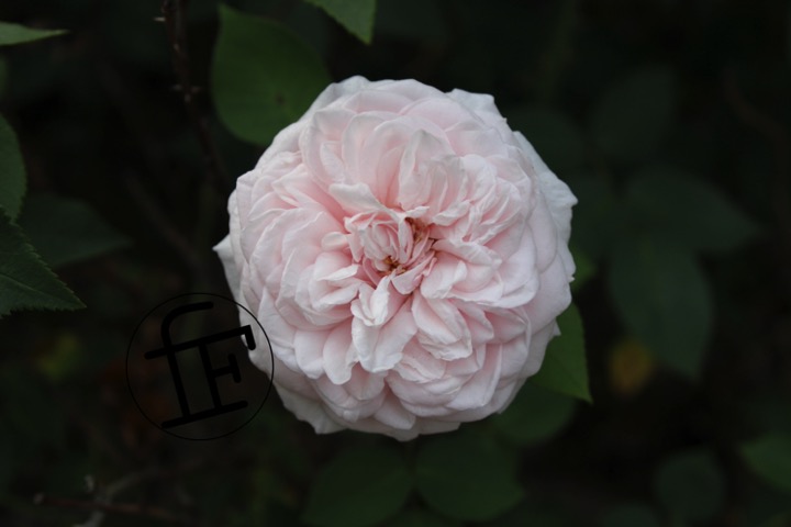 a light-pink rose in bloom.