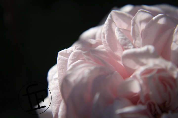 a the petals of a light-pink rose taken in closeup.