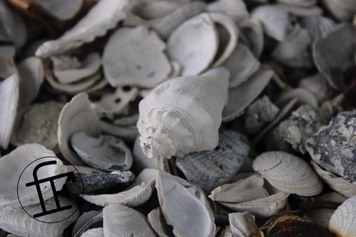 many small seashells taken in coseup.