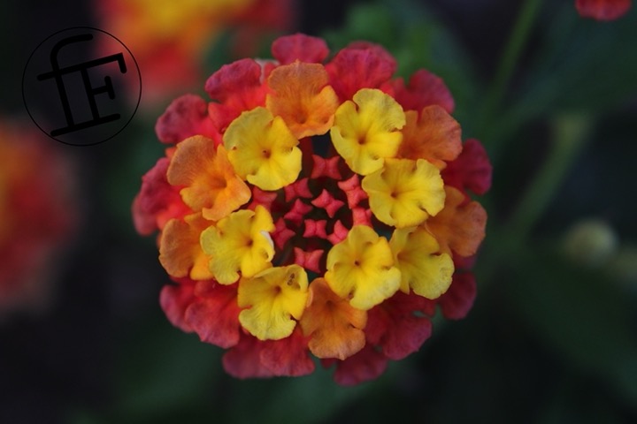 a yellow and orange blooming flower.