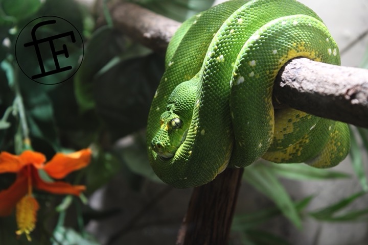 a green snake resting on a branch.