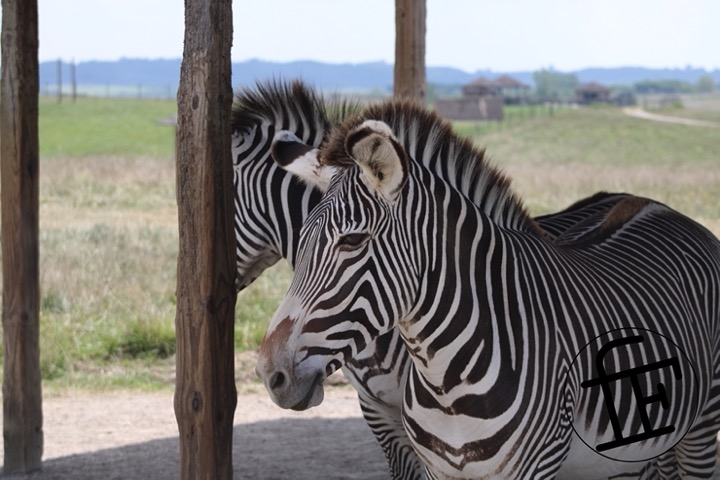 two zebras standing in the shade of a shelter.