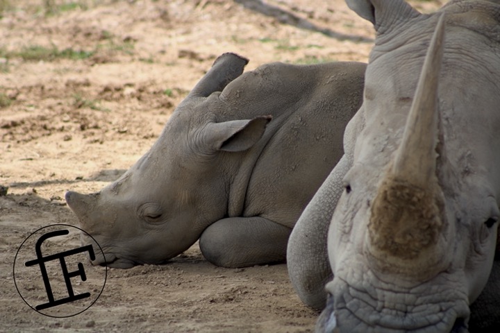 an adult rhino resting next to their baby.