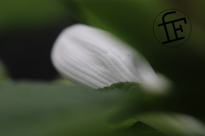 a white flower bud taken from behind in closeup.