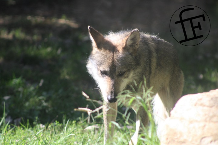 a mexican wolf walking into a sunbeam.