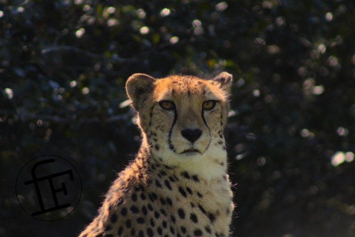 a cheeta facing towards the camera.