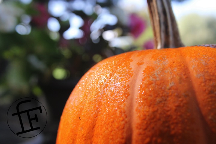 a pumpkin cover in dew taken in closeup.