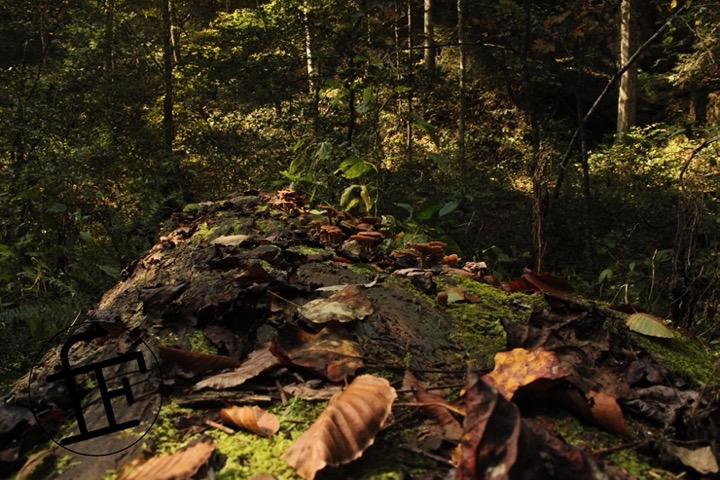 a fallen log covered in moss and mushrooms.